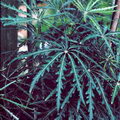 Dizygotheca Elegantissima